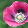 100 HENS and CHICKS Poppy Hens & Chickens Breadseed Lettuce Leaf Papaver Somniferum Flower Seeds