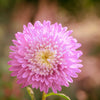 Powder Puff Aster Seeds – Mix Callistephus Chinensis Flower – photo 6