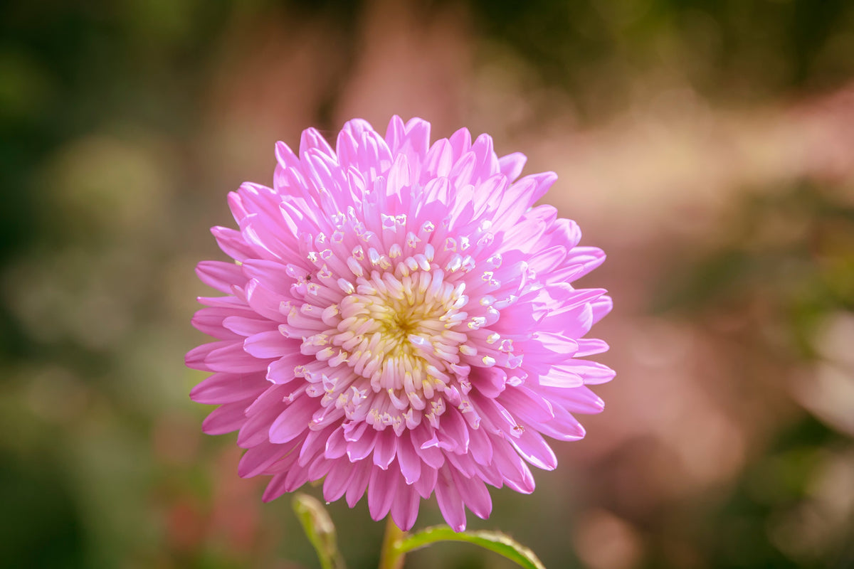 Powder Puff Aster Seeds – Mix Callistephus Chinensis Flower – photo 6
