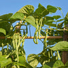 French Blue Lake Pole Bean Phaseolus Vulgaris Vegetable Seeds – photo 4