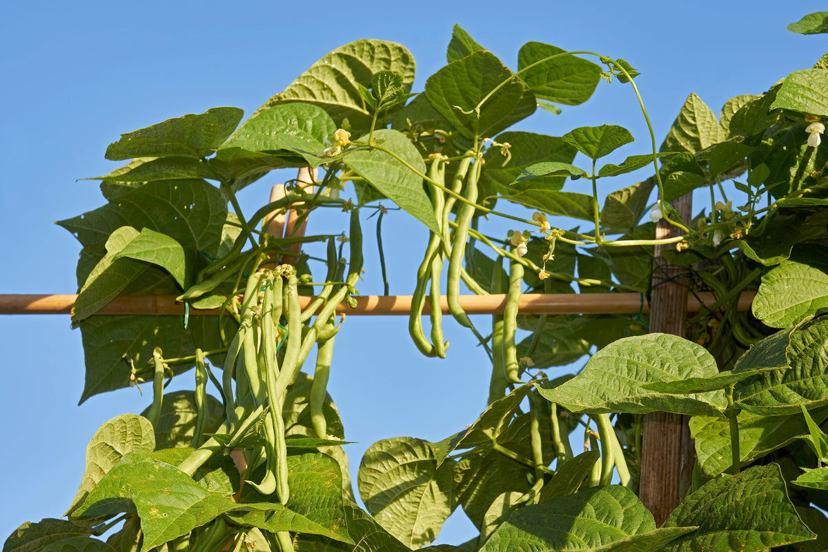 French Blue Lake Pole Bean Phaseolus Vulgaris Vegetable Seeds – photo 4