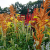 100 Organic HOT BISCUITS AMARANTHUS Cruentus Coppery Bronze Plumes Flower Seeds