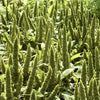 200 GREEN THUMB AMARANTHUS Hypochondriacus Prince’s Feather Amaranth Flower Seeds