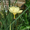 20 YELLOW AFRICAN IRIS Fortnight Lily Dietes Bicolor Butterfly Flag Spanish Peacock Iris Flower Seeds