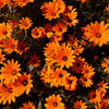 1000 MIXED AFRICAN DAISY ( Cape Marigold / Sun Marigold ) Dimorphotheca Sinuata Flower Seeds
