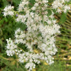 200 TALL WHITE BONESET (Thoroughwort) Eupatorium Perfoliatum Flower Seeds