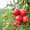 25 POMEGRANATE TREE Punica Granatum Red Fruit Seeds