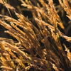 150 SWEET VERNAL GRASS Sweet Grass Vanilla Grass Anthoxanthum Odoratum Fragrant Vernalgrass Ornamental Craft Seeds