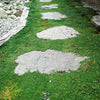 100 Walk On Me CREEPING THYME Thymus Serpyllum Herb Flower Seeds