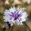 750 White BACHELOR'S BUTTON / CORNFLOWER Centaurea Cyanus Flower Seeds