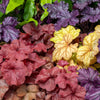 1200 Mixed Colors CORAL BELLS HEUCHERA Shade Flower Seeds