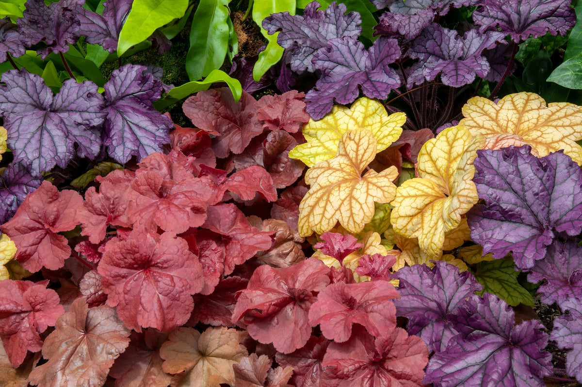 Mixed Colors Coral Bells Heuchera Seeds – Shade Flower