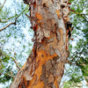 50 CHINESE ELM TREE (Lacebark) Ulmus Parvifolia Seeds