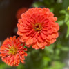 250 SALMON QUEEN ZINNIA Elegans California Giant Double Flower Seeds