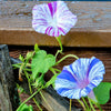 40 CARNEVALE di VENEZIA MORNING GLORY Pink & Purple with White Stripes Ipomoea Purpurea Flower Vine Seeds
