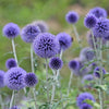 25 Blue GLOBE THISTLE Echinops Ritro Southern Globethistle Pollinator Flower Seeds