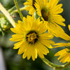 10 Yellow COMPASS PLANT Silphium Laciniatum Prairie Compassplant 4" Flower Seeds