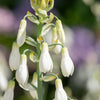 10 WHITE AFRICAN HYACINTH aka Cape or Giant Summer / Spire Lily - Ornithogalum Candicans / Galtonia / Hyacinthus Flower Seeds