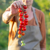 Red Sweetie Cherry Tomato Seeds – Super Sweet 1" Lycopersicon Fruit Vegetable – photo 4