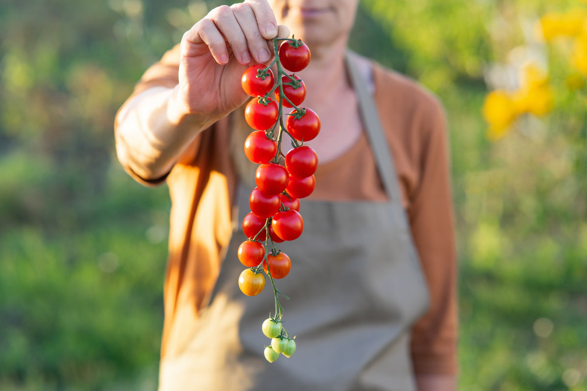 Red Sweetie Cherry Tomato Seeds – Super Sweet 1" Lycopersicon Fruit Vegetable – photo 4