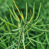 Dwarf Essex Rape Kale Seeds – Brassica Napus Vegetable – photo 9