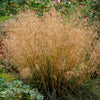 200 TUFTED HAIRGRASS Tussock Grass Deschampsia Cespitosa Moist Ornamental Native Seeds
