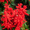 50 RED SALVIA Splendens St. John's Fire Scarlet Sage Flower Seeds