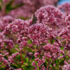 20 HEMP AGRIMONY Eupatorium Cannabinum Raspberries & Cream Flower Seeds