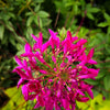200 CHERRY QUEEN CLEOME Spinosa Hassleriana Carmine Rose Spider Flower Seeds