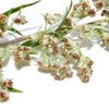 1000 COMMON MUGWORT Artemisia Vulgaris Wild Wormwood Herb Yellow Red Flower Seeds