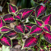 Mixed Colors Coleus Rainbow Mix Seeds – Shade Houseplant Solenostemon Flower – photo 10