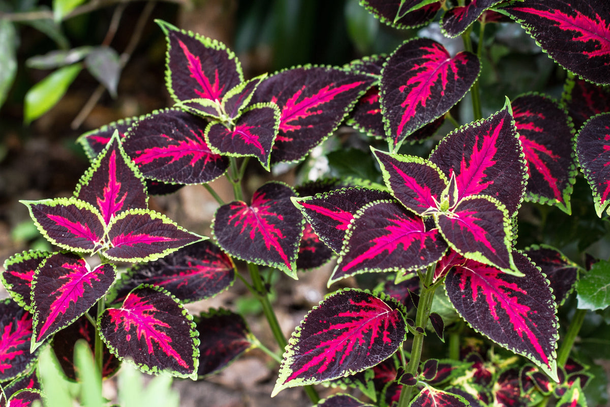 Mixed Colors Coleus Rainbow Mix Seeds – Shade Houseplant Solenostemon Flower – photo 10