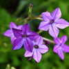 Heirloom Mixed Colors Nicotiana Seeds – (Ornamental Flowering Tobacco) Nicotiana Alata Flower – photo 12