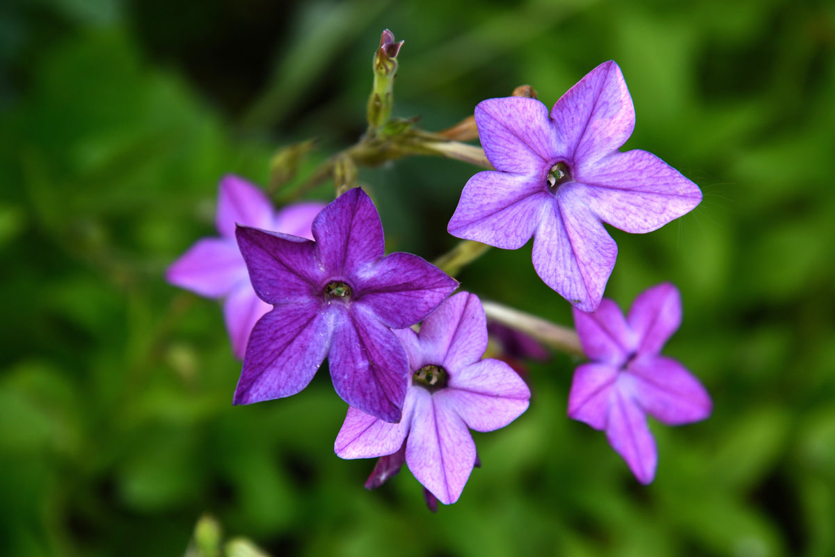 Heirloom Mixed Colors Nicotiana Seeds – (Ornamental Flowering Tobacco) Nicotiana Alata Flower – photo 12