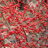 50 WINTERBERRY Holly Ilex Verticillata - Candian Holly  / Fever Bush / Black Alder Tree Shrub Red Berry White Flower Seeds