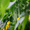 Burpee Stringless Green Pod Bean French Phaseolus Vulgaris Vegetable Seeds – photo 8
