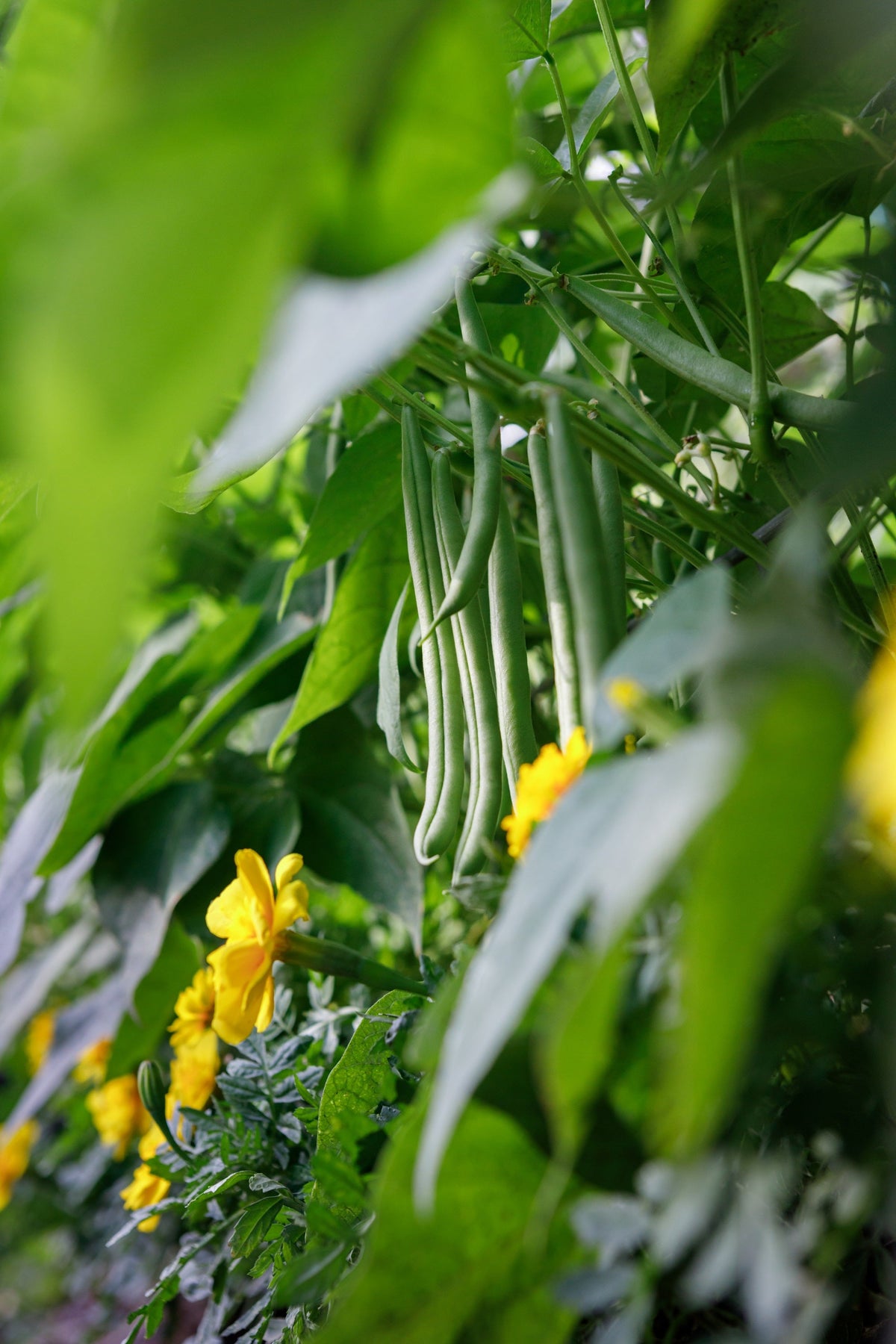 Burpee Stringless Green Pod Bean French Phaseolus Vulgaris Vegetable Seeds – photo 8