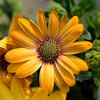 1000 MIXED AFRICAN DAISY ( Cape Marigold / Sun Marigold ) Dimorphotheca Sinuata Flower Seeds
