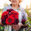 250 Red CHERRY QUEEN ZINNIA Elegans Flower Seeds