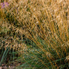 200 TUFTED HAIRGRASS Tussock Grass Deschampsia Cespitosa Moist Ornamental Native Seeds