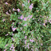 200 SHOWY PINK TREFOIL Stick Tights Desmodium Canadense Flower Seeds