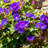 100 PURPLE MORNING GLORY Ipomoea Nil Flower Vine Seeds
