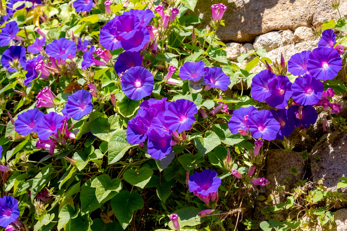 Mixed Colors Morning Glory Seeds – Ipomoea Purpurea Vine Flower – photo 10
