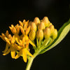 10 Bright YELLOW MILKWEED Butterfly Weed Asclepias Tuberosa Monarch Flower Seeds
