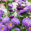 Powder Puff Aster Seeds – Mix Callistephus Chinensis Flower – photo 7