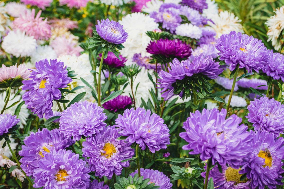 Powder Puff Aster Seeds – Mix Callistephus Chinensis Flower – photo 7