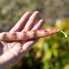 50 PINTO BEAN Phaseolus Vulgaris Vegetable Seeds