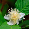 20 GUAVA FRUIT Tree Shrub Psidium Guajava White Flowers Fruit Seeds