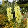 25 YELLOW HOLLYHOCK Alcea Rosea Flower Seeds Perennial