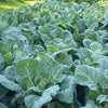 Georgia Collards (Southern Seeds – or Walking Collards) Collard Greens Brassica Oleracea Acephala Vegetable – photo 5